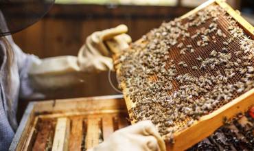 Tutorial: Beekeeping for Beginners. Breeding Bees